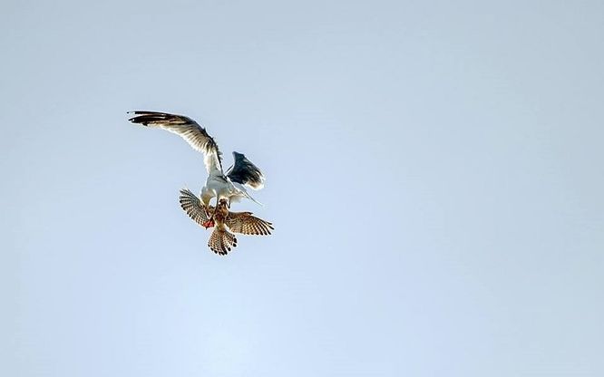  Battaglia nei cieli di Ischia: il gabbiano "mobbizza" il gheppio