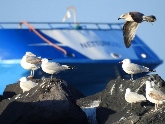 Da un’isola all’altra: il gabbiano corso a Ischia dalla Sardegna