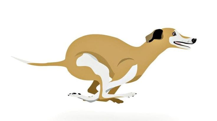 Vi svelo tutti i segreti dei cani, per far amare gli animali ai bambini