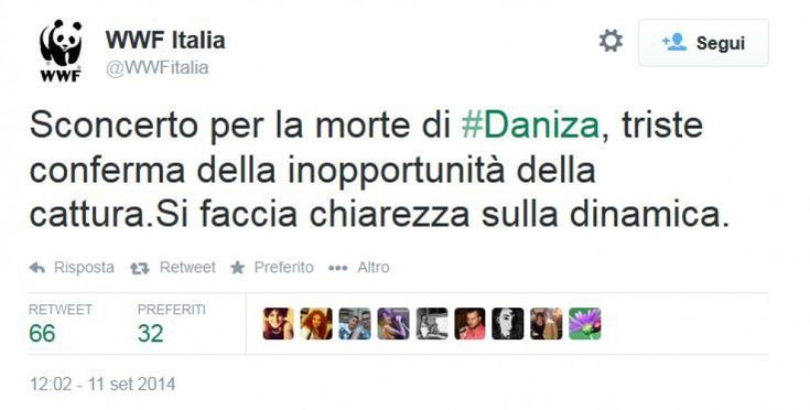 Morta l'orsa Daniza, l'indignazione su Twitter