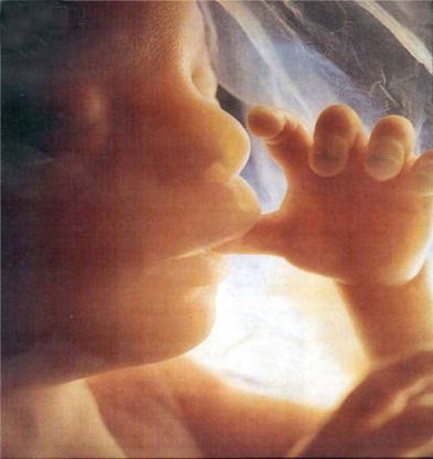 "Entro fine anno i primi bambini da utero trapiantato"