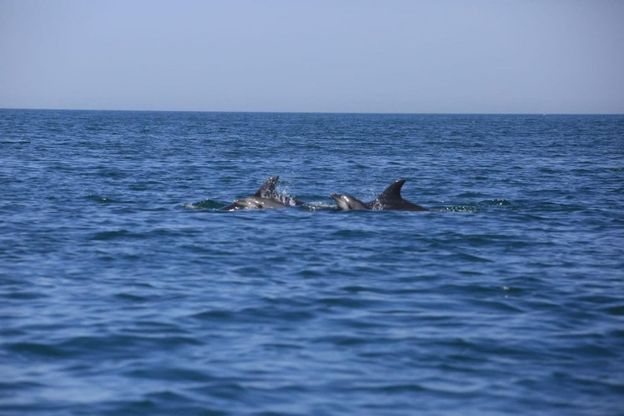 Mamme e cuccioli di delfino nuotano nel mare di Ostia