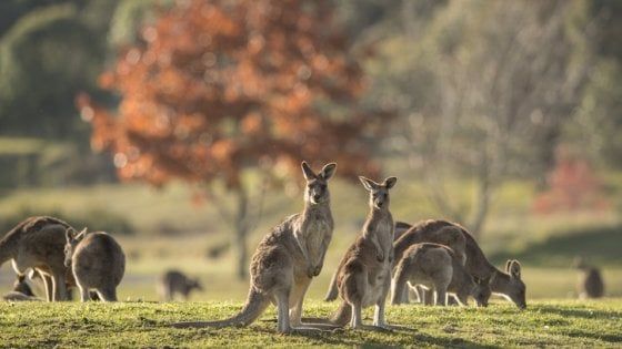 Australia, i canguri sono il doppio degli abitanti. "Sono troppi, mangiateli"