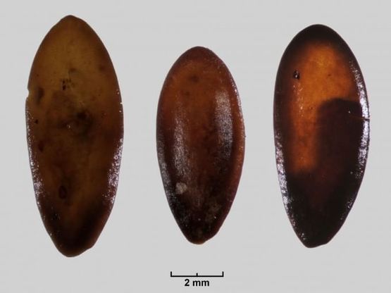 Melone, i primi a coltivarlo in Europa furono i sardi in epoca nuragica