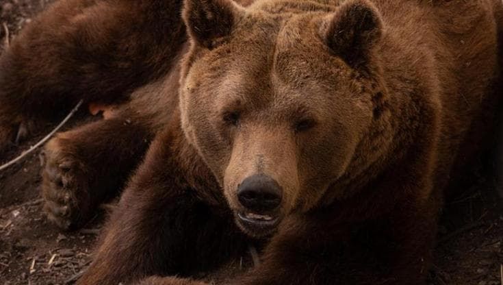 Zoo di Napoli, morto l’orso Peppe: aveva 42 anni