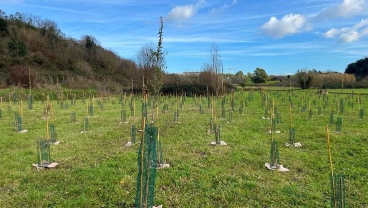 Roma, Arbolia e Campus Bio-Medico realizzano un bosco urbano con oltre 3.600 piante