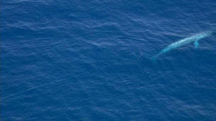 California, la ''balena blu'' intrappolata in rete da pesca