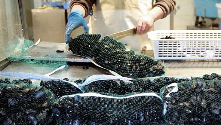 Taranto, il futuro delle cozze è green: la città dell'Ilva punta sul sapore di mare