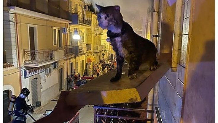 Foggia, il gattino impaurito bloccato sulla finestra di un appartamento in fiamme: lo salvano i carabinieri