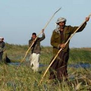 Iraq, Fao: "Servono 38,5 milioni per salvare l'agricoltura"