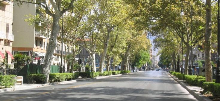 Il codice degli alberi stradali