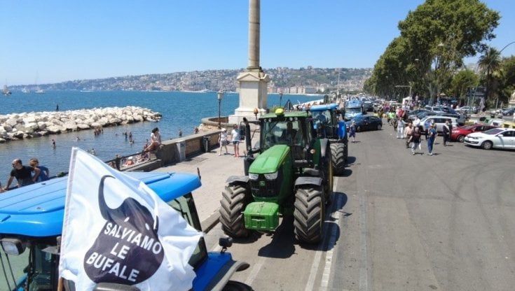 Campania, la protesta degli allevatori di bufala arriva a Santa Lucia