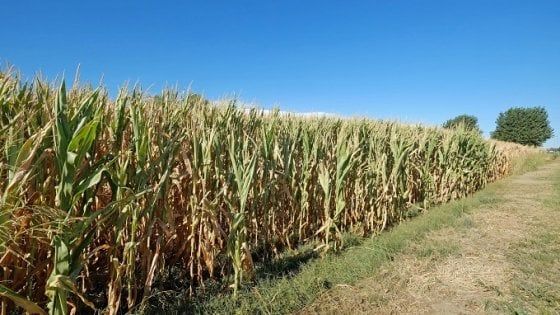 Parmense, è già rischio siccità: produzioni agricole in pericolo 