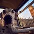 Londra city bus tour: si entra solo con il cane