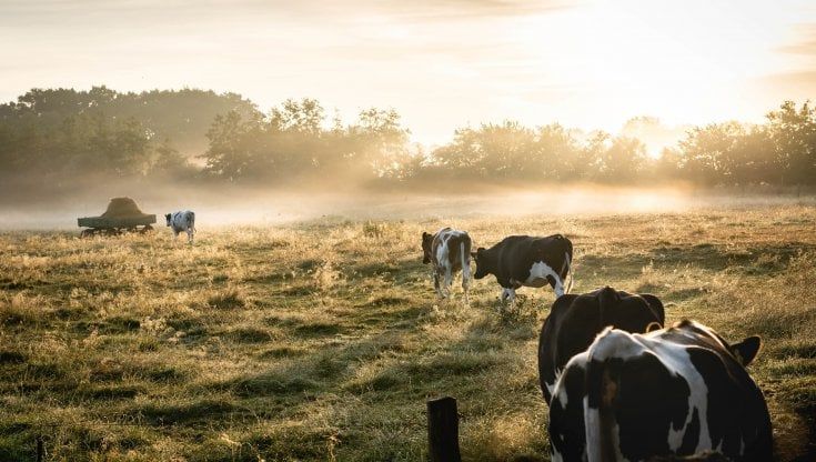 Gli allevatori: "Cogliamo la sfida del Green Deal per abbattere le emissioni"
