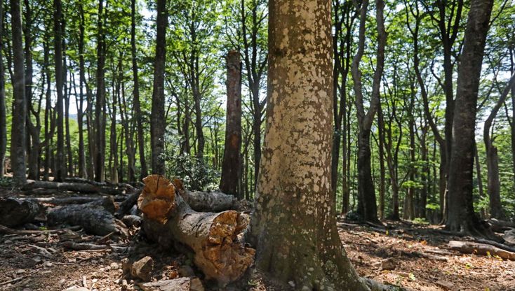 Francia, la faggeta tra Mediterraneo e Pirenei è diventata sito Unesco
