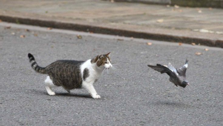 Infestazione nel gattile comunale: la struttura chiude dieci giorni 