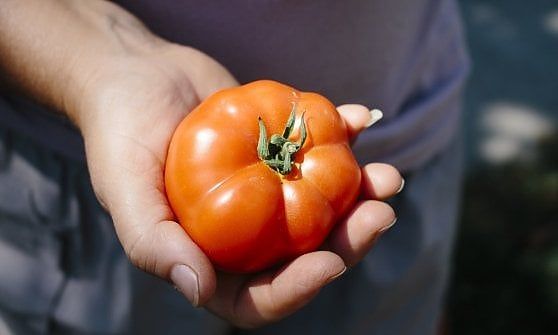 Pomodoro da industria nel Centro Sud: c'è l’accordo