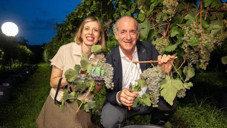 Vendemmia sotto le stelle, assaggi e scienza: il Prosecco sfida il caldo