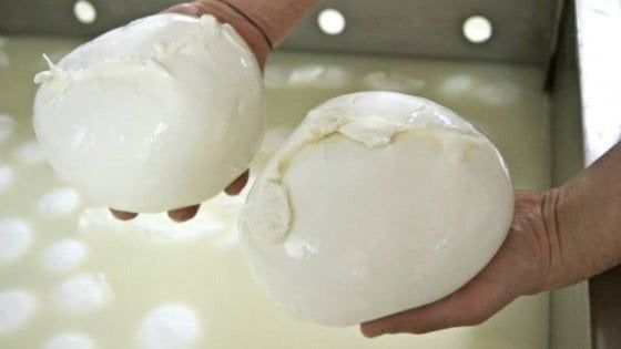 Tutto pronto per la festa della mozzarella a Cancello Arnone