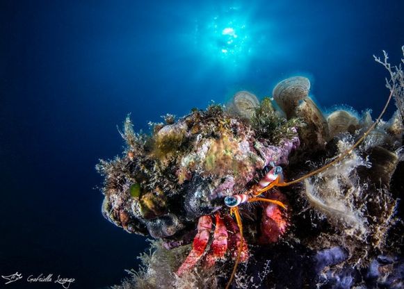 Ischia, gli occhi del paguro del "faraglione"
