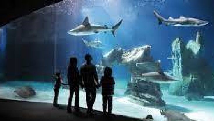 Genova, Pasqua d’oro per l'Acquario: attesi trentamila visitatori