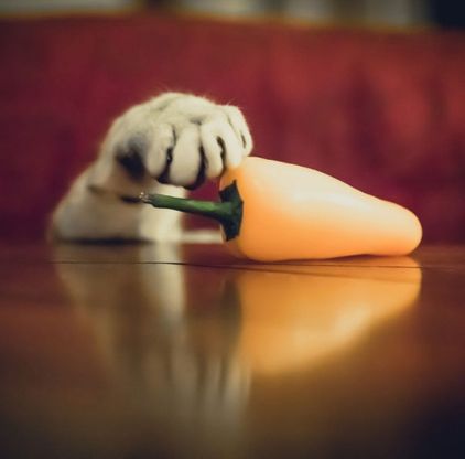 Quella zampa sul cibo: i gatti colti in flagrante