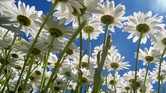 Via lo stress, un manuale vi insegna come raggiungere la felicità