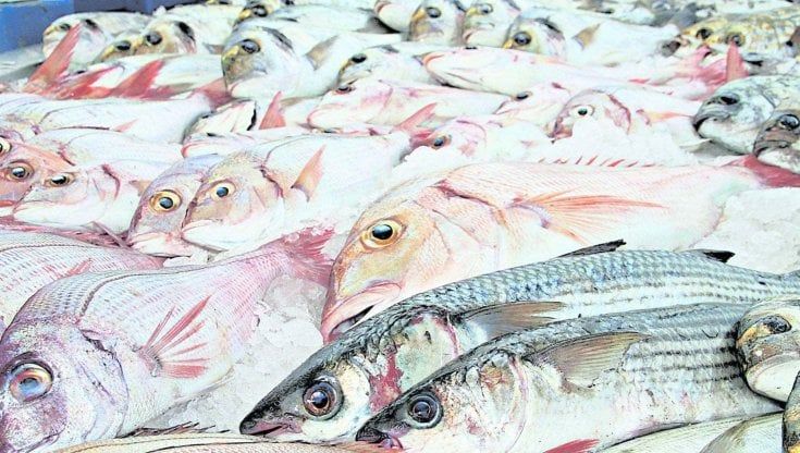 Le dimensioni contano. Lo dice slow fish