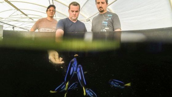"Alla ricerca di Dory" in allevamento: così i biologi salveranno il pesce chirurgo