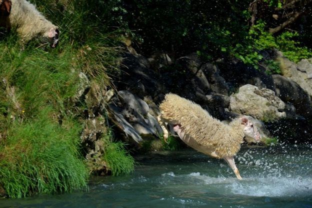 I tuffi delle pecore nel Sele, si rinnova il rito della "vagnatura"