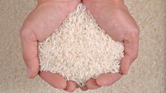 La battaglia del riso. L'Oriente all'assalto di carnaroli e vialone 