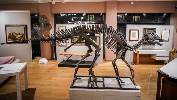 Dinosauro lungo 4 metri ceduto per 240 mila euro a un ignoto acquirente: “Sarà collocato in Italia"