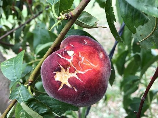 Maltempo nel Ravennate, frutteti devastati da vento e grandine