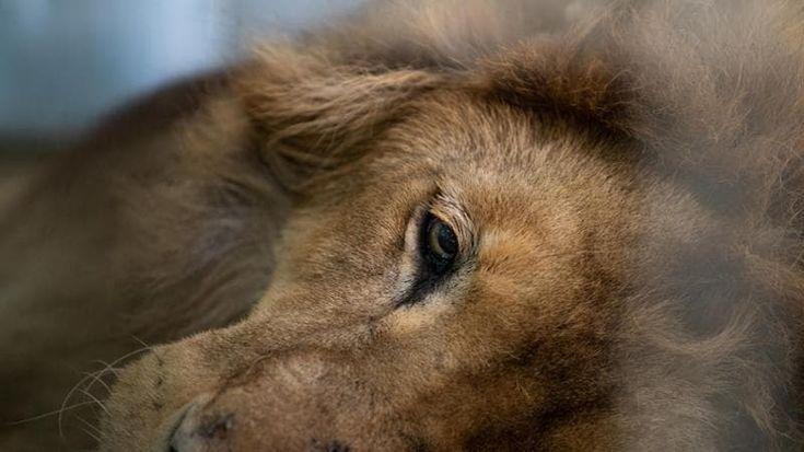 Circhi con gli animali bocciati: 3 su 4 sono contrari. La Lav al governo: “Basta sfruttamento e stop ai fondi, ora si attui la legge”