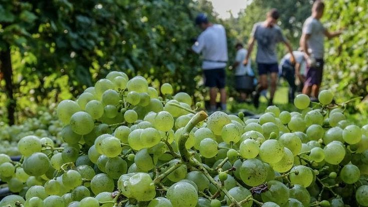 Brindiamo sempre meno: troppo vino fermo in cantina, e le etichette perdono valore