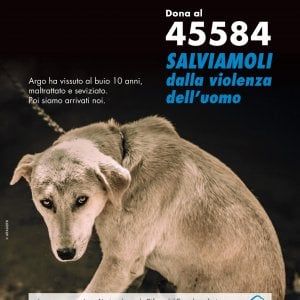 Una casa per i cani bisognosi, al via la campagna di donazioni "Mi affido a te"