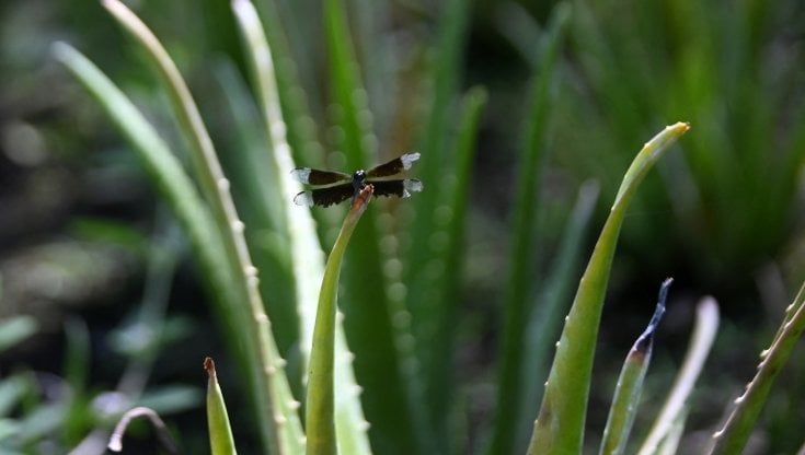 Aloe vera: serve davvero contro ferite e scottature?