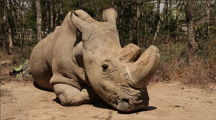 Addio a Sudan, l'ultimo rinoceronte bianco