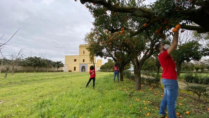 Capodimonte, 100 chili di arance e mandarini dal Real Bosco per le tavole di famiglie in difficoltà