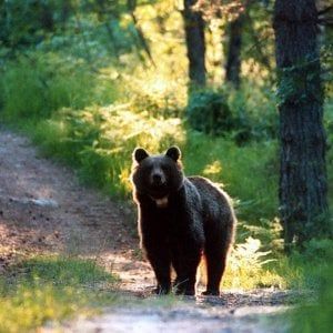 "Abbiamo visto un orso nei boschi del Biellese"