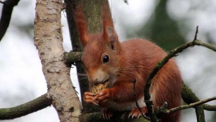 Lo scoiattolo rosso è sempre più diffuso nei parchi cittadini di Mestre