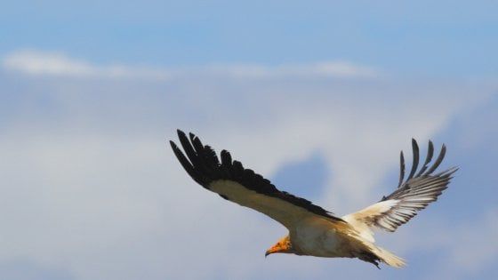 Sardegna, si proteggono i grifoni e arrivano anche i capovaccai