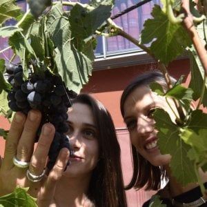 Vendemmia urbana da Eataly,  "Bau Bau Street" in via Po