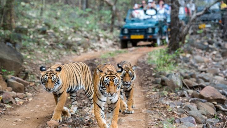 Fauna a rischio overtourism, l’India vieta gli smartphone durante i safari