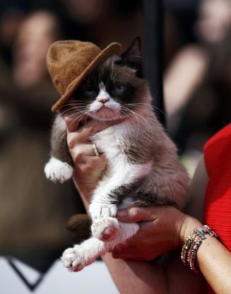 Grumpy Cat sfila sul red carpet degli Mtv Music Award