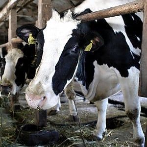 Lactalis Italia, utile in calo per colpa del Fisco