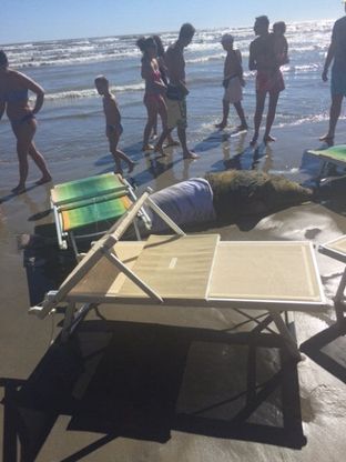 Quel delfino morto sulla spiaggia di Cervia