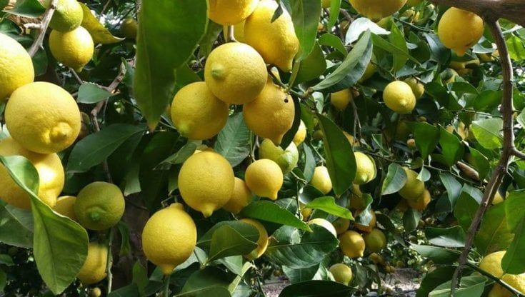 Alla scoperta dei limoni dell'Etna, nuova Igp europea 