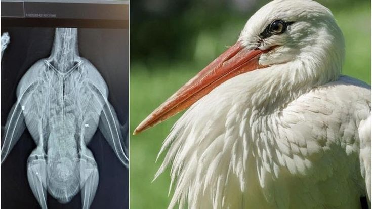 Cicogna presa a colpi di fucile salvata nel Pavese. La Lipu: "Atto crudele e ingiustificabile"
